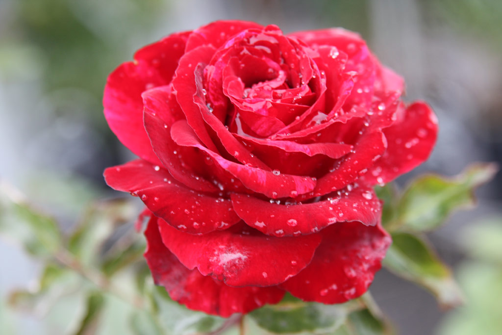 růže Deep Impression