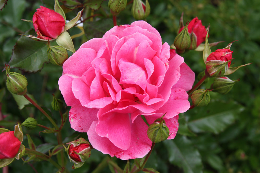 růže Derdinger Sommer