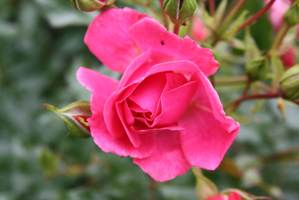 růže Derdinger Sommer