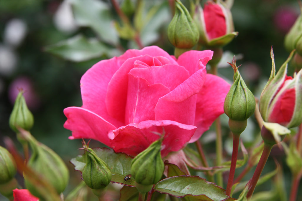 růže Derdinger Sommer