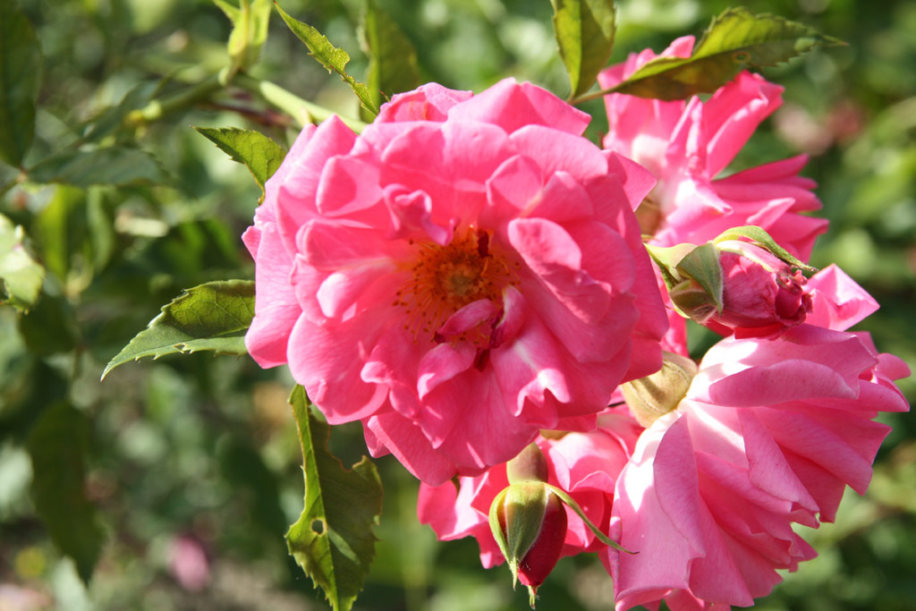 růže Derdinger Sommer