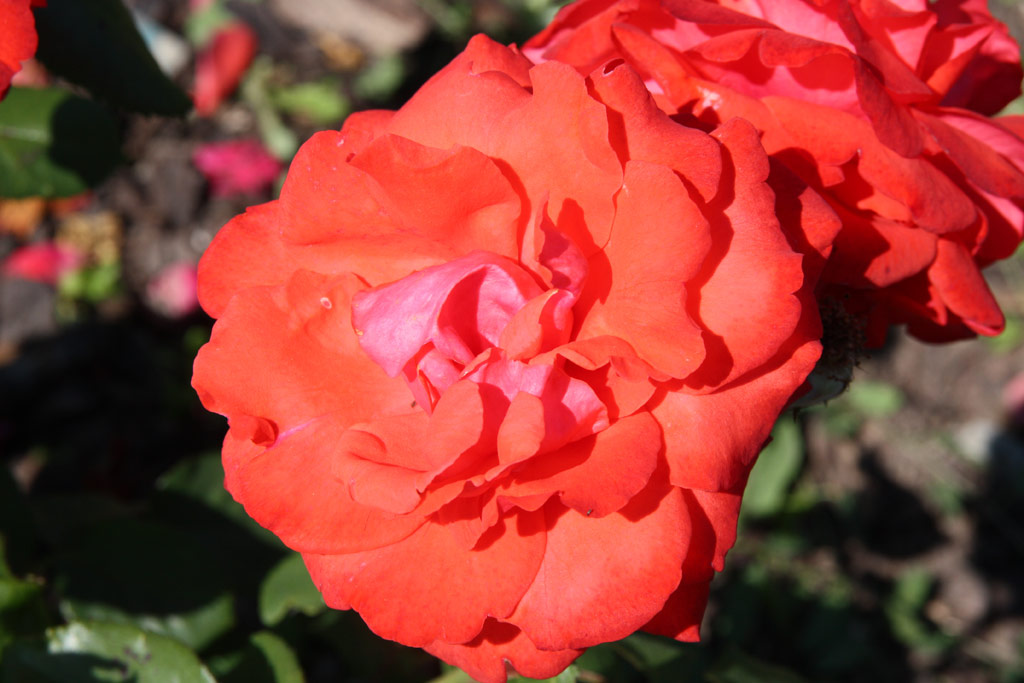 růže Diamant (1962)