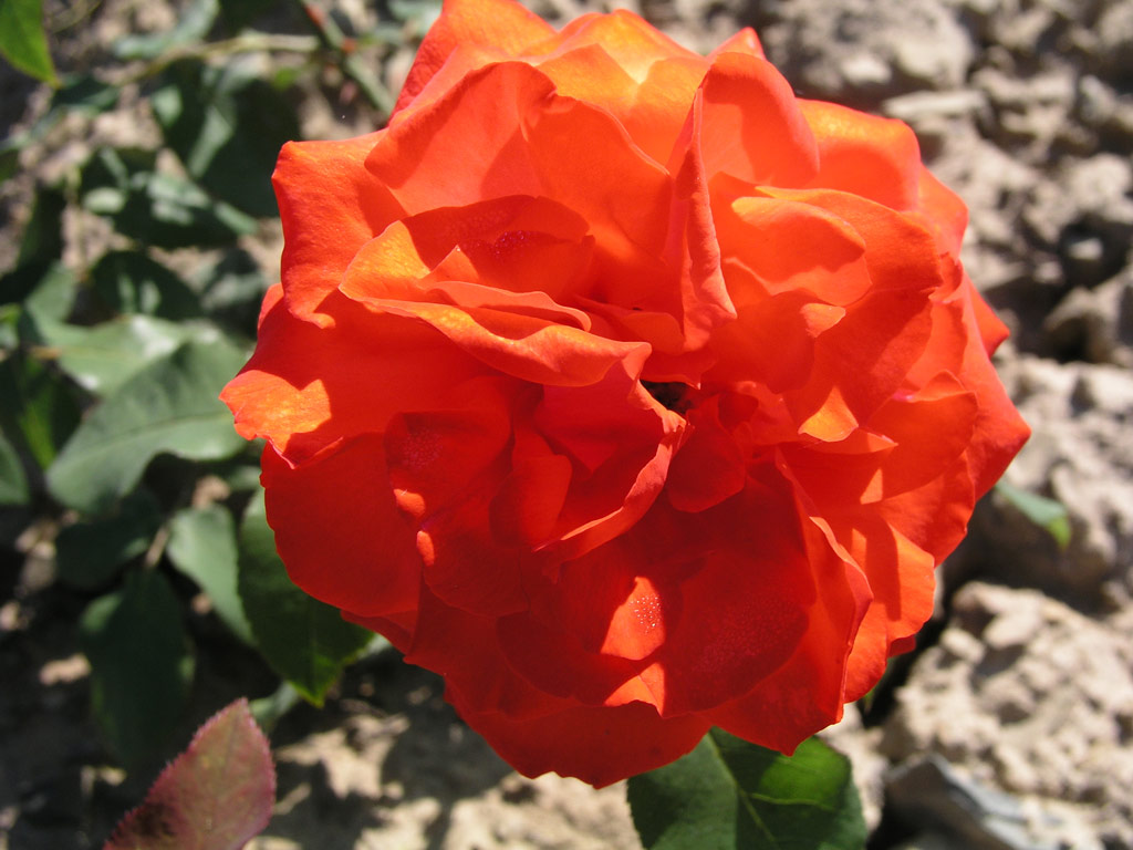 růže Diamant (1962)