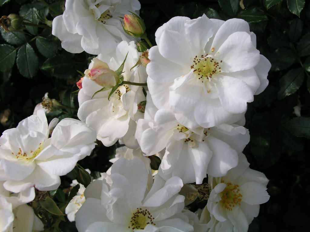 růže Diamant (2001)