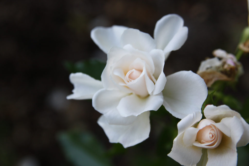 růže Diamant (2001)