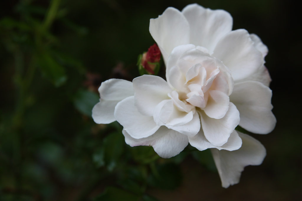 růže Diamant (2001)