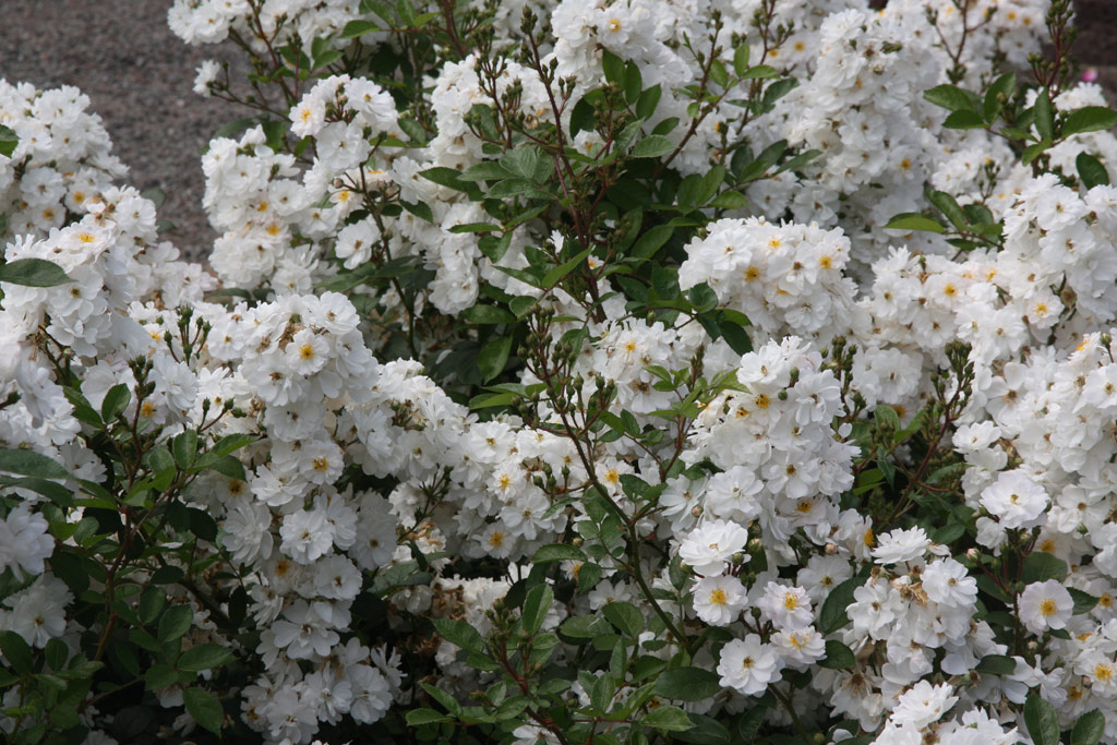 růže Diamant (2001)