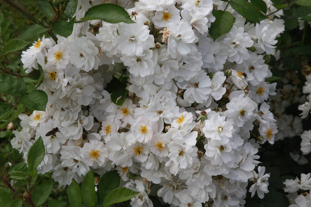 růže Diamant (2001)