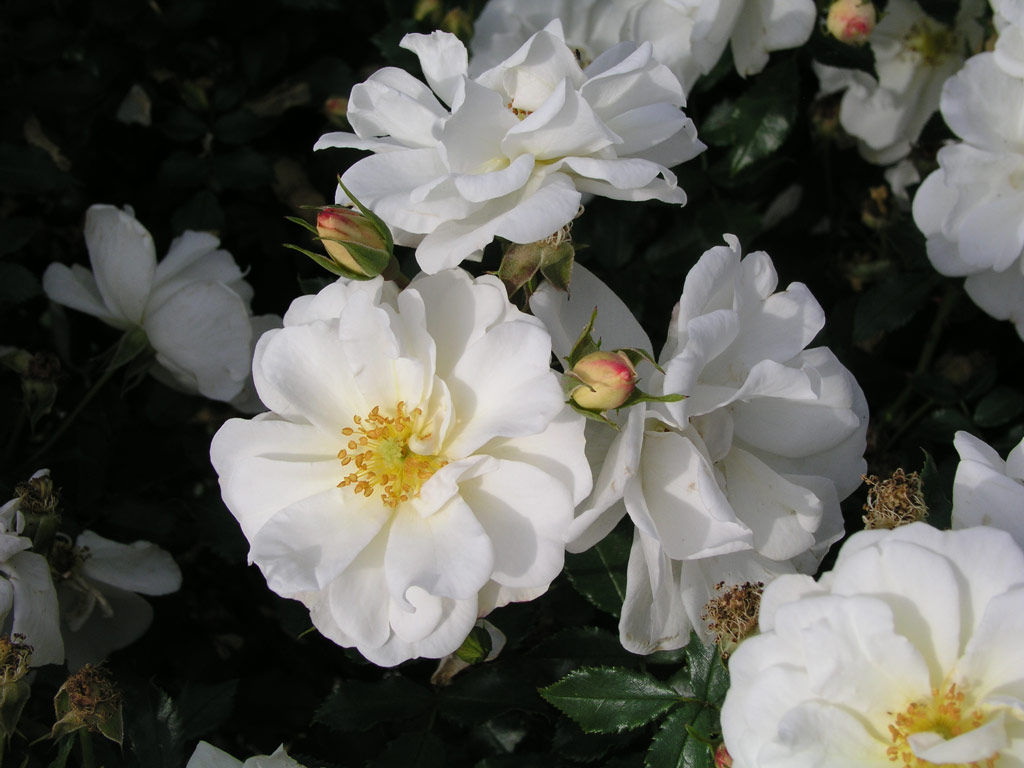 růže Diamant (2001)