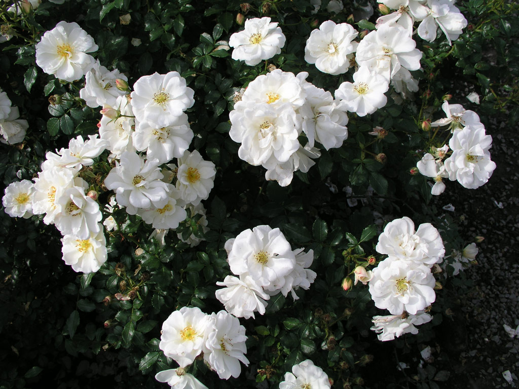 růže Diamant (2001)