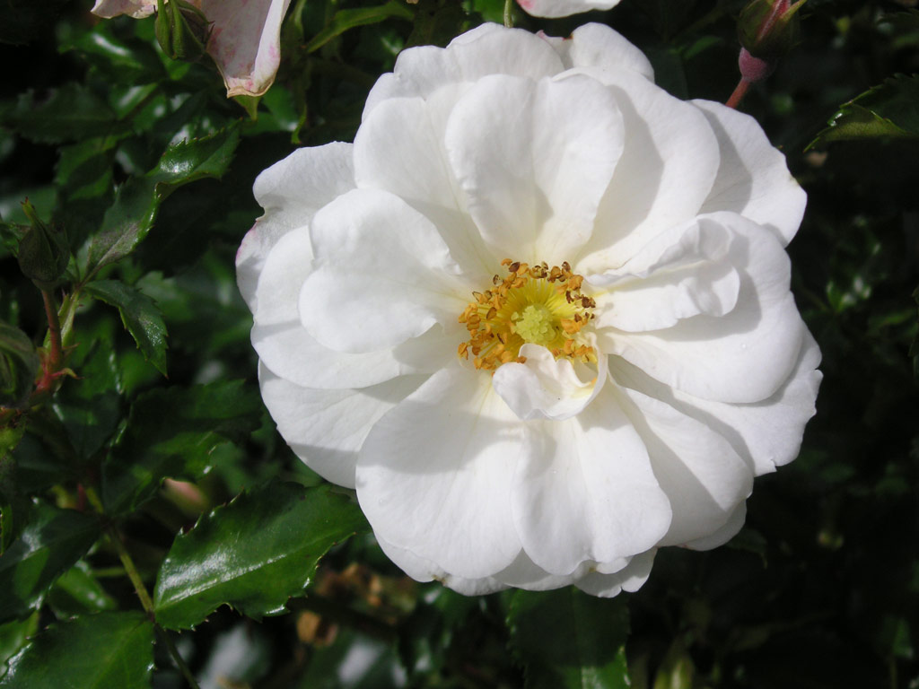 růže Diamant (2001)