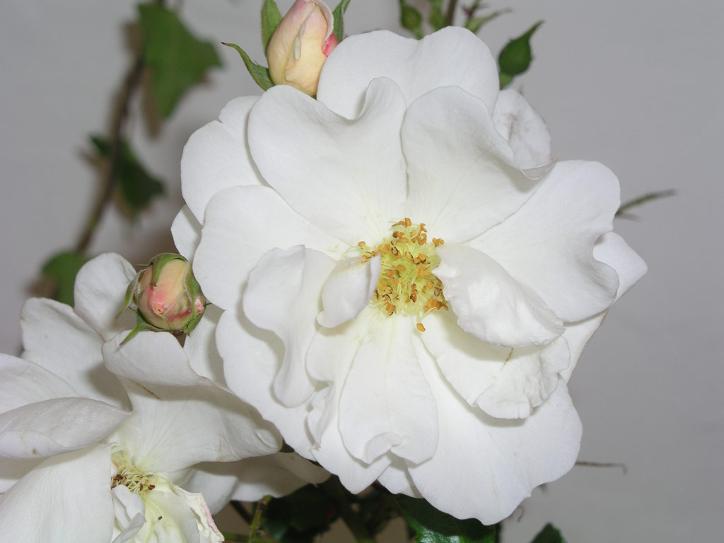 růže Diamant (2001)