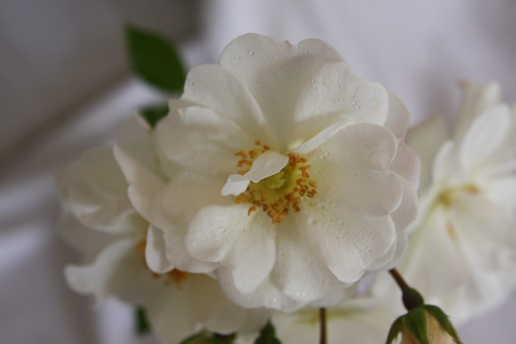 růže Diamant (2001)