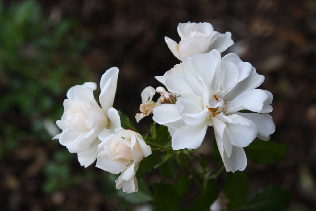 růže Diamant (2001)