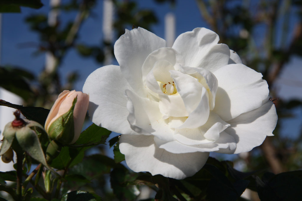 růže Diamond Border