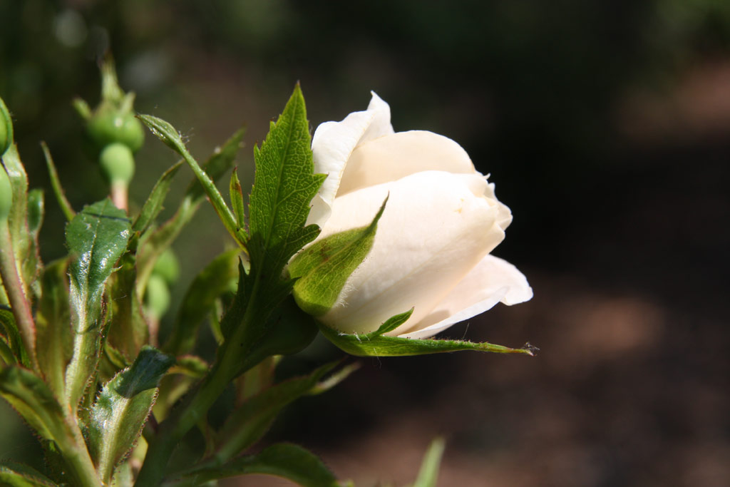 růže Diamond Border