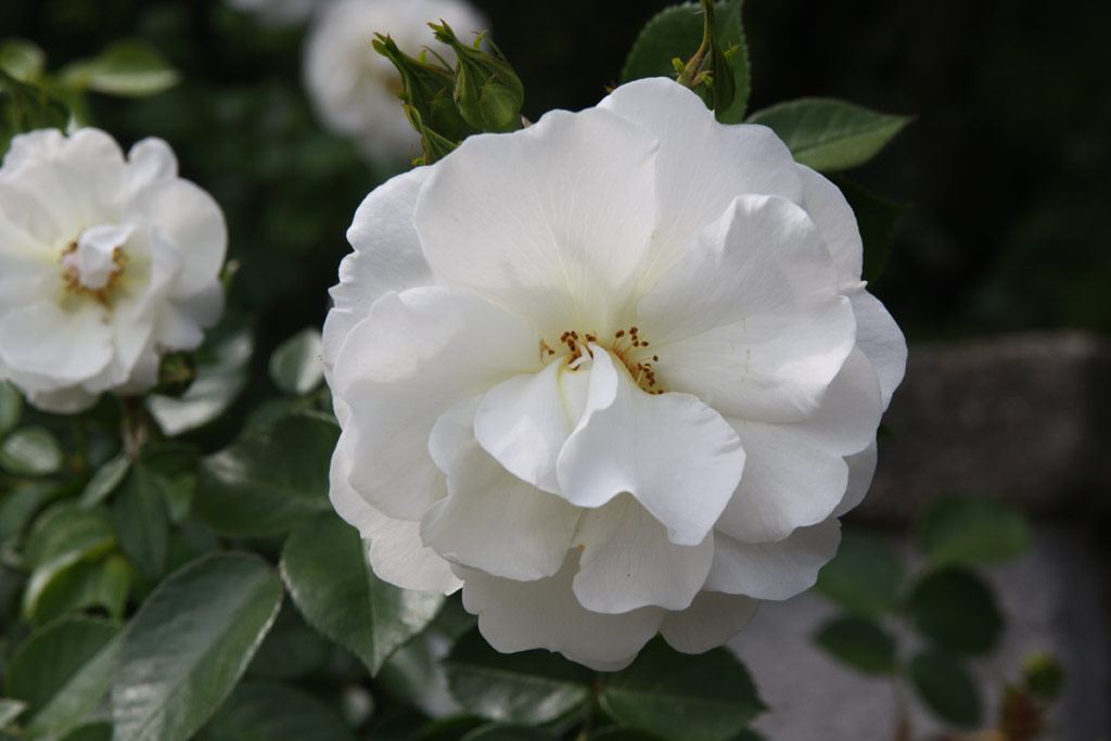 růže Diamond Border