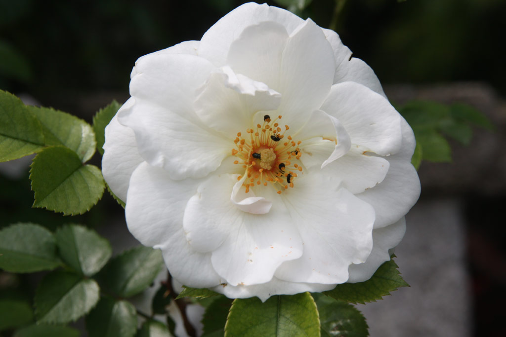 růže Diamond Border