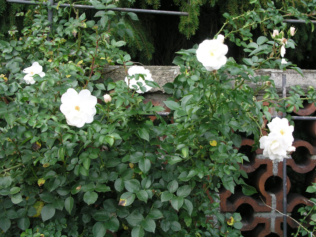 růže Diamond Border