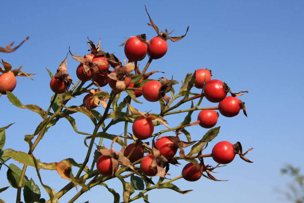 růže Diamond Border