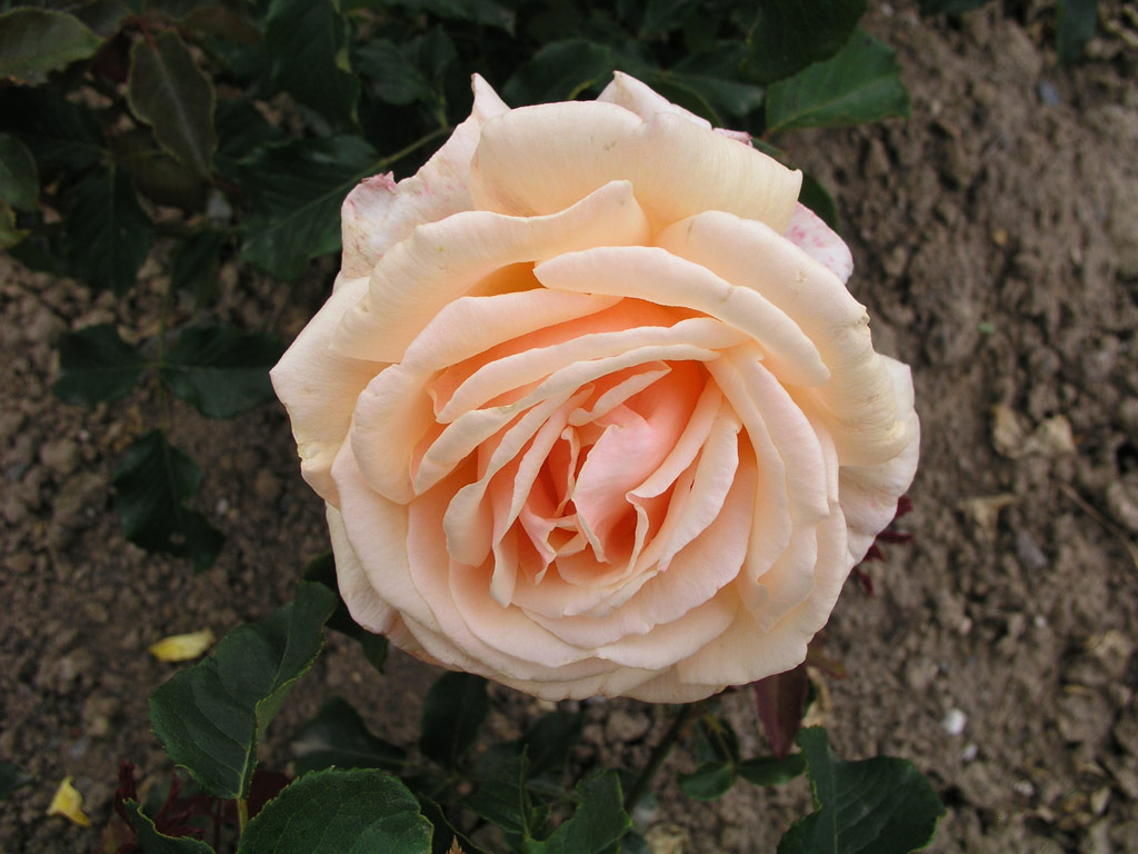 růže Diamond Jubilee