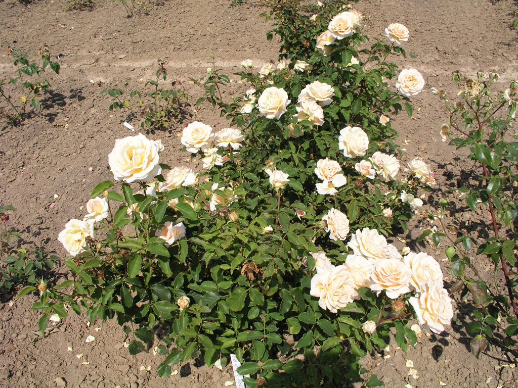 růže Diamond Jubilee