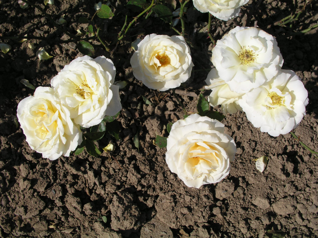 růže Diamond Jubilee