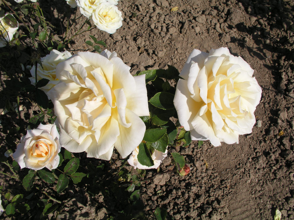 růže Diamond Jubilee