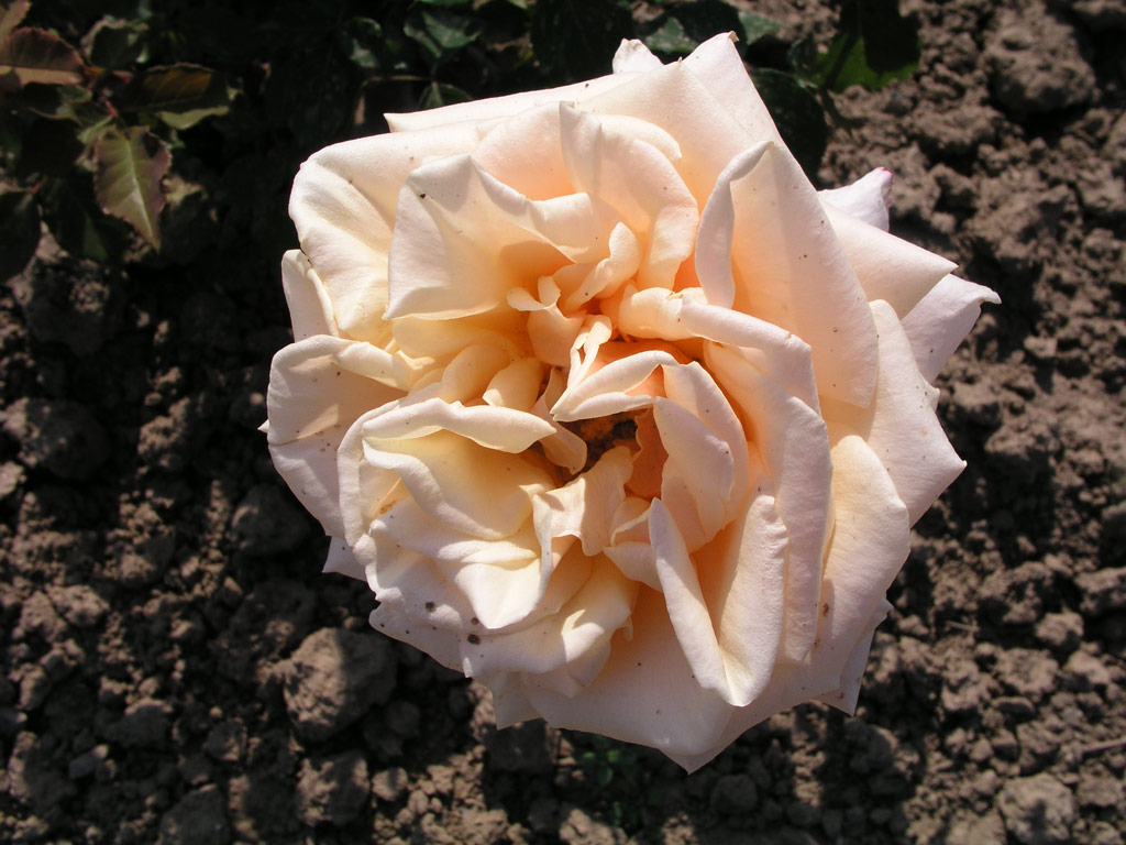 růže Diamond Jubilee