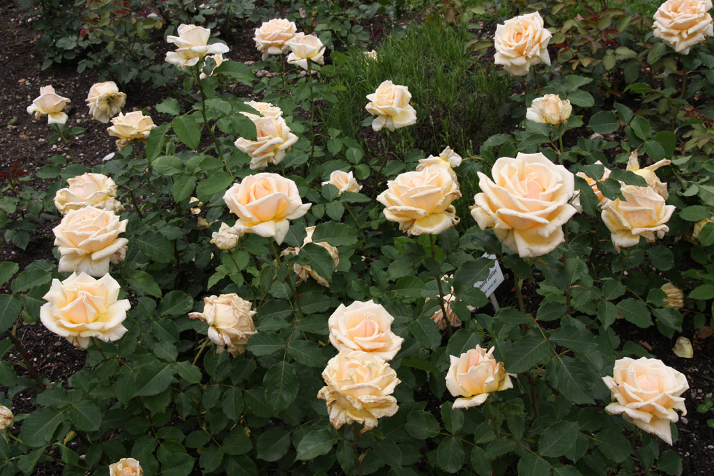 růže Diamond Jubilee