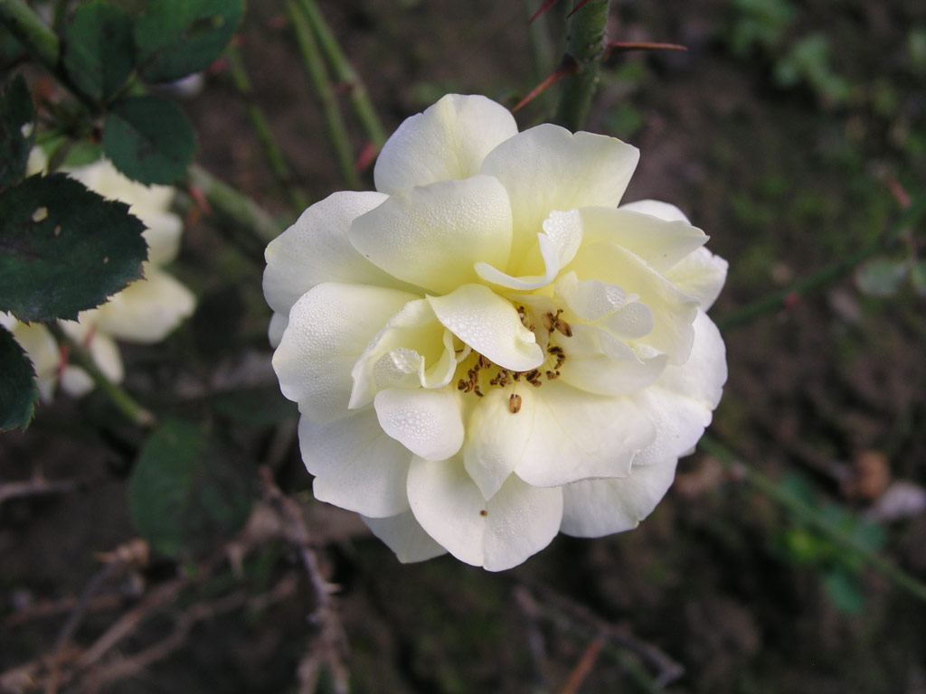 růže Diana (Speck)