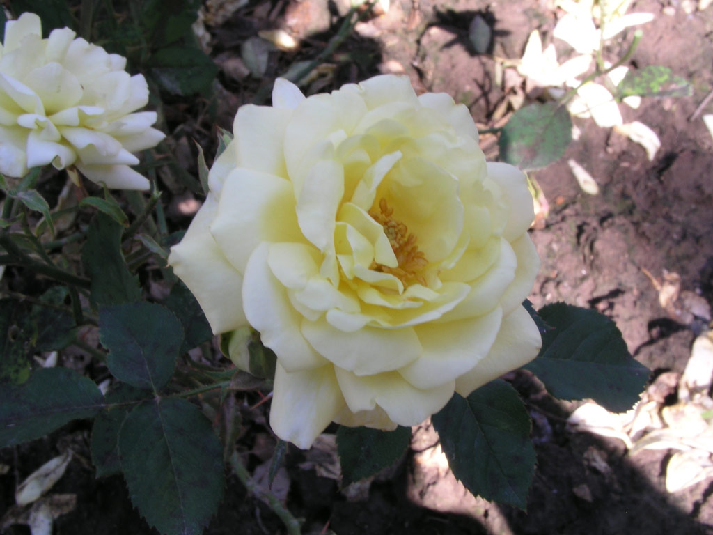 růže Diana (Speck)