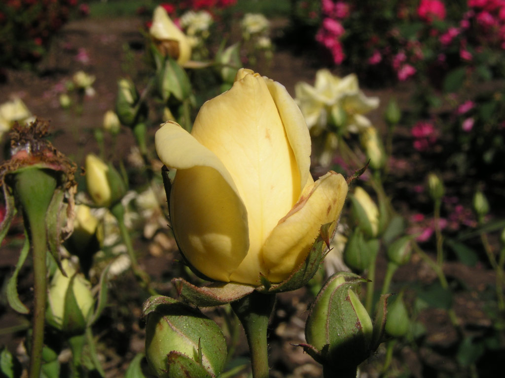 růže Diana (Speck)