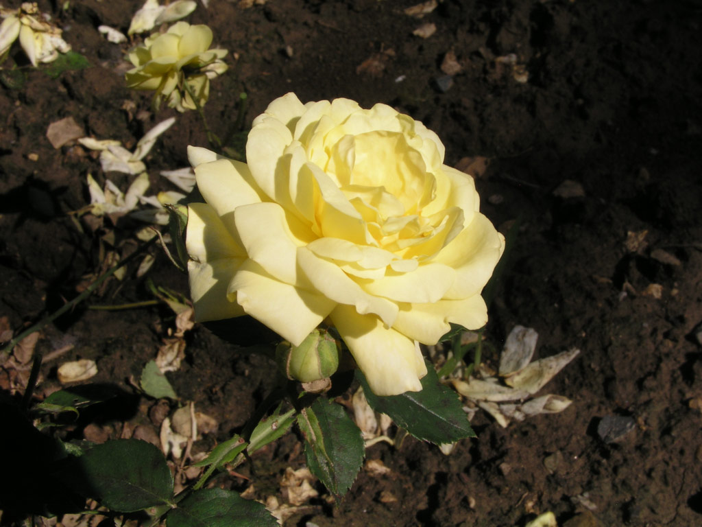 růže Diana (Speck)