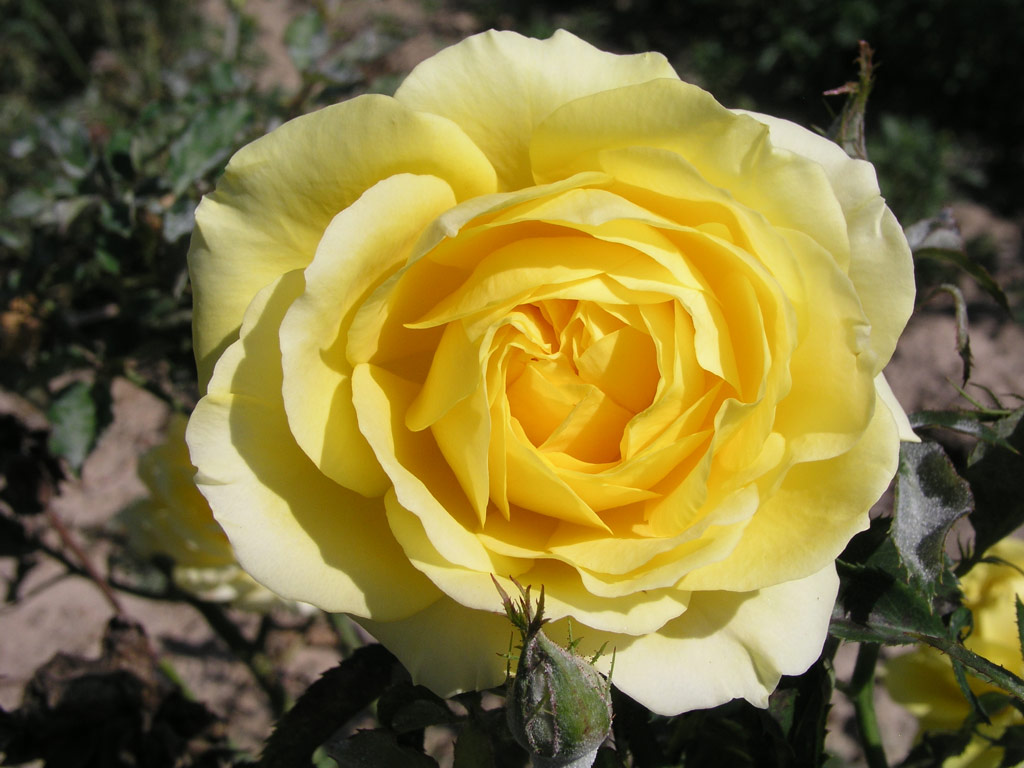 růže Diana (Tantau)