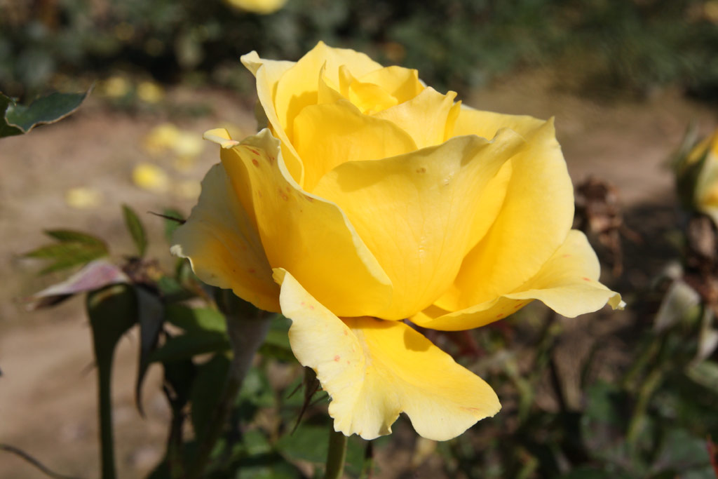 růže Diana (Tantau)