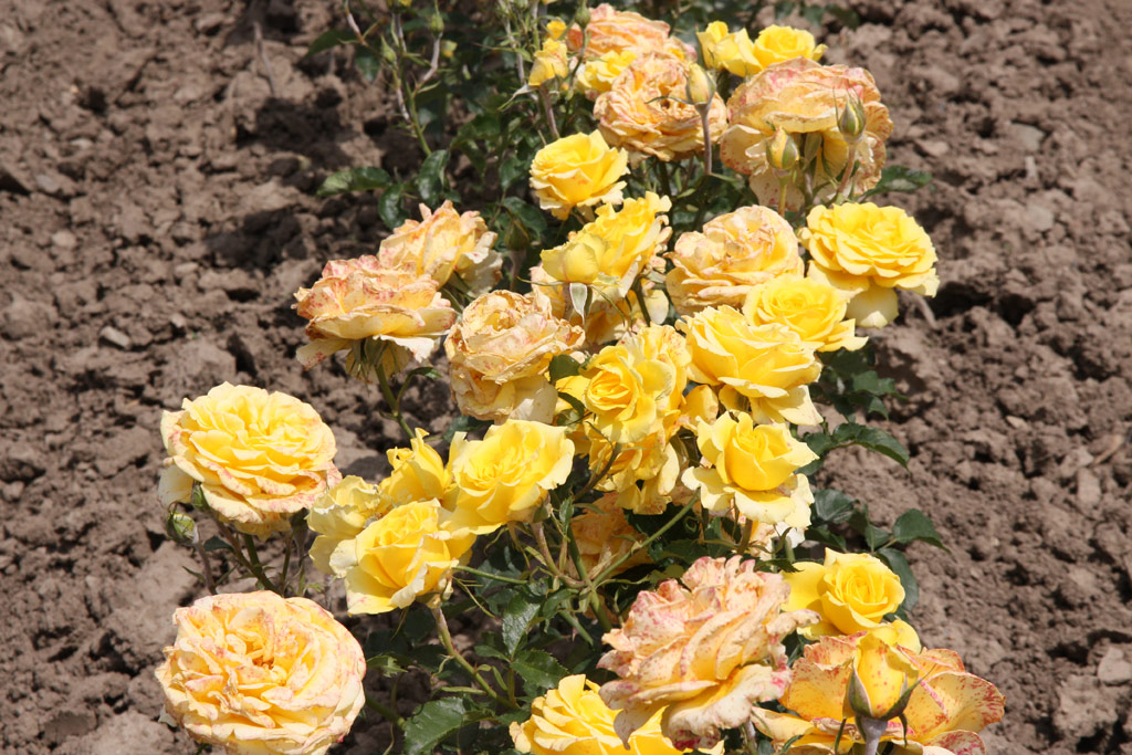 růže Diana (Tantau)