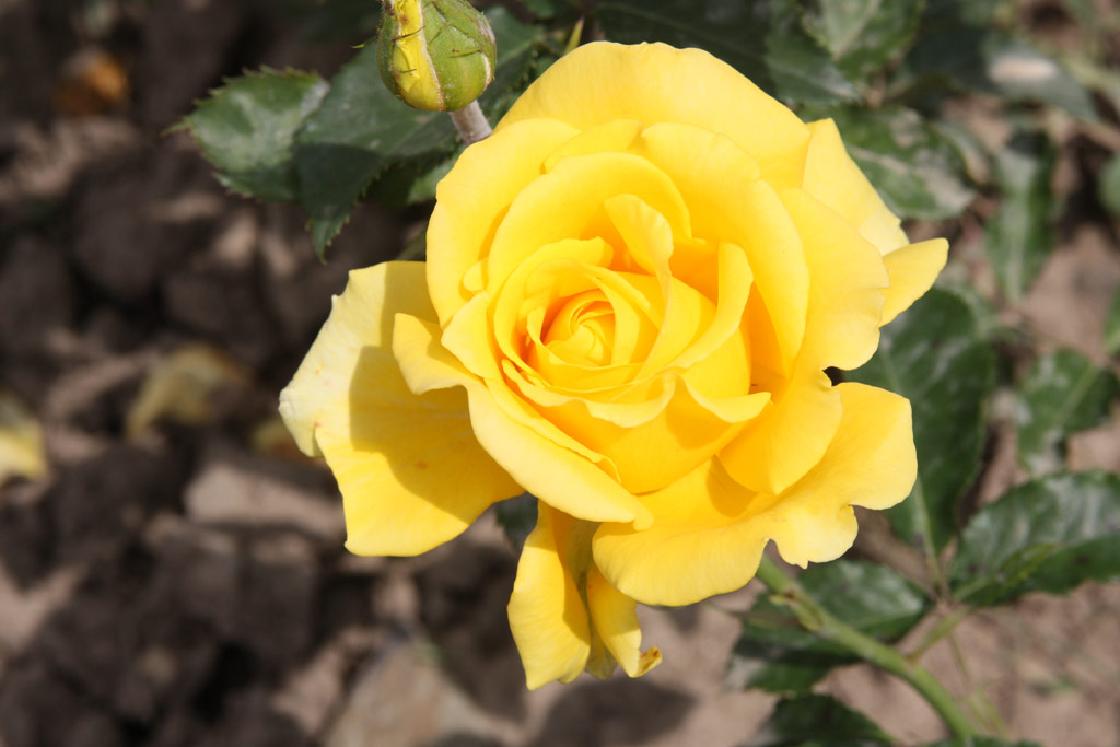 růže Diana (Tantau)