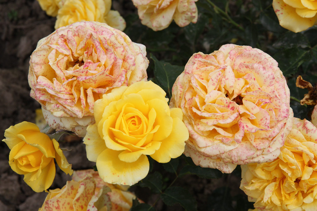 růže Diana (Tantau)