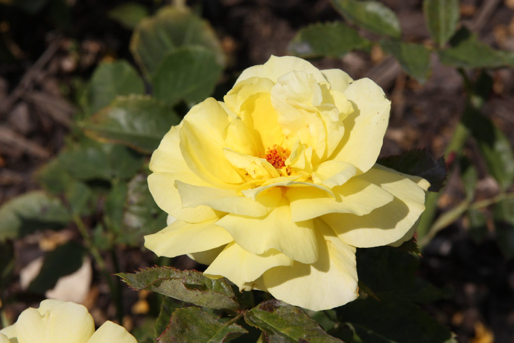 růže Diana (Tantau)