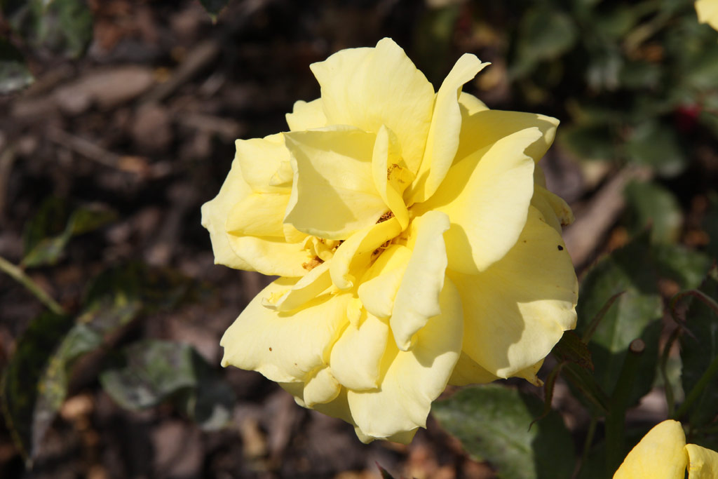 růže Diana (Tantau)