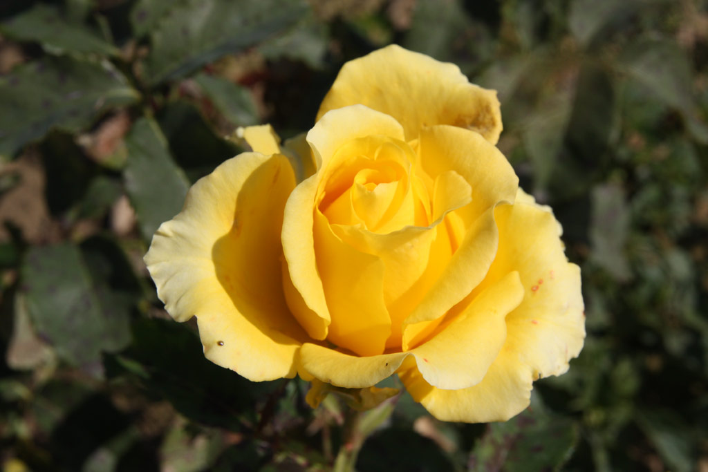 růže Diana (Tantau)