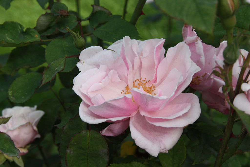 růže Die Mutter von Rosa