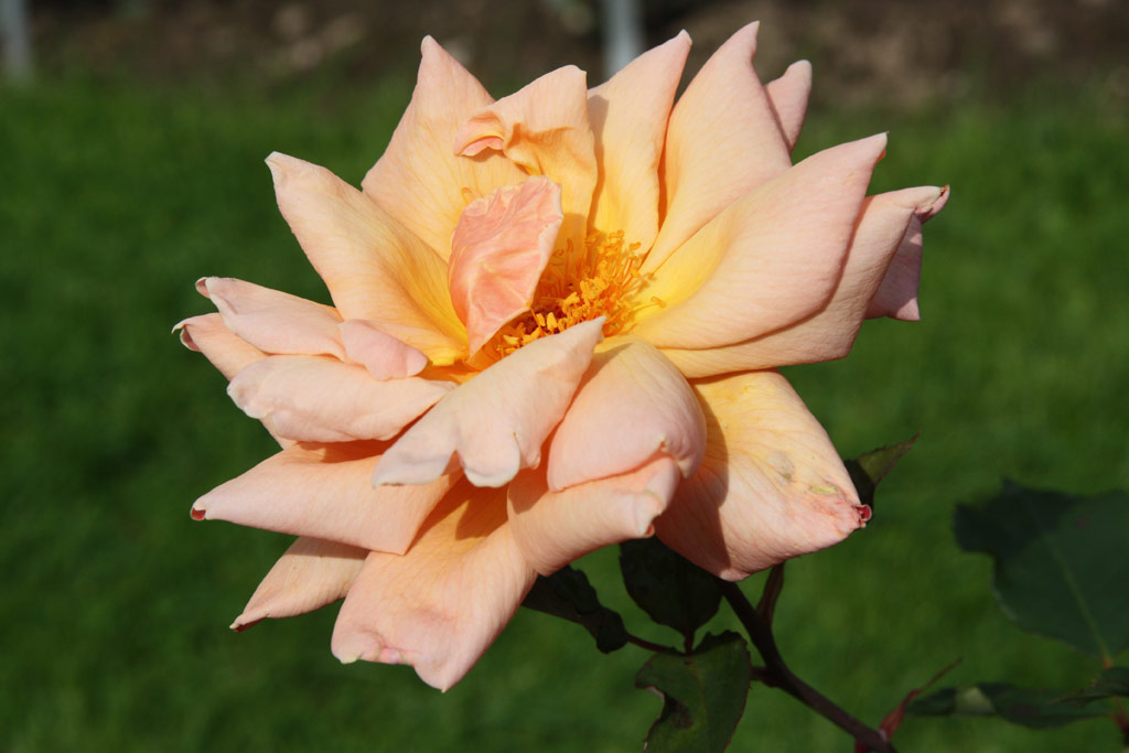 růže Dilys Allen