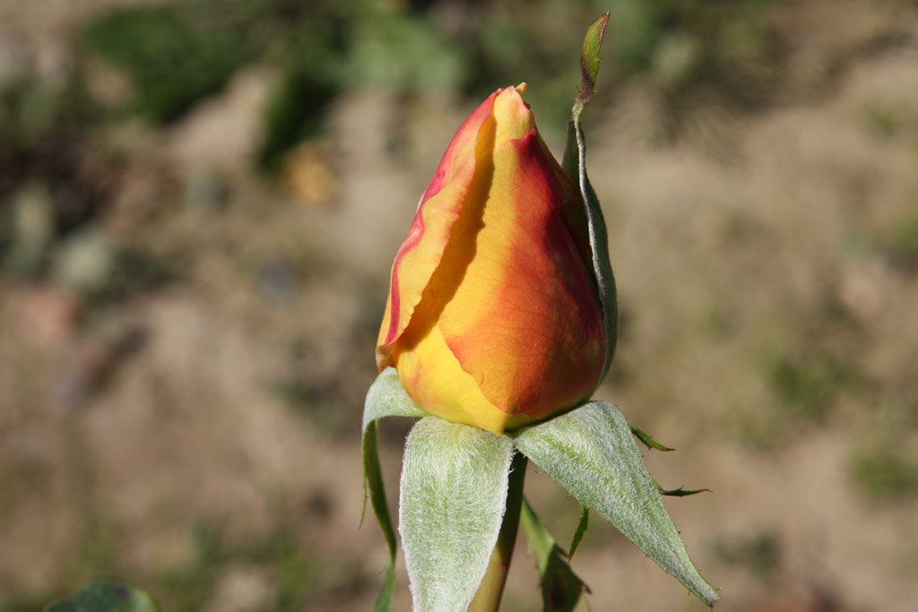 růže Diorama