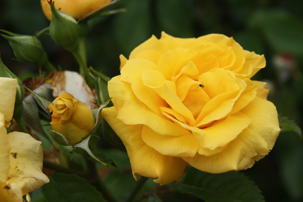 růže Domokos Jnos Emlke