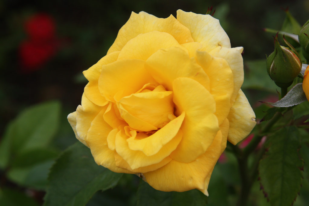 růže Domokos Jnos Emlke