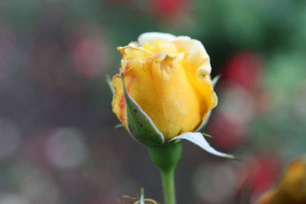 růže Domokos J�nos Eml�ke