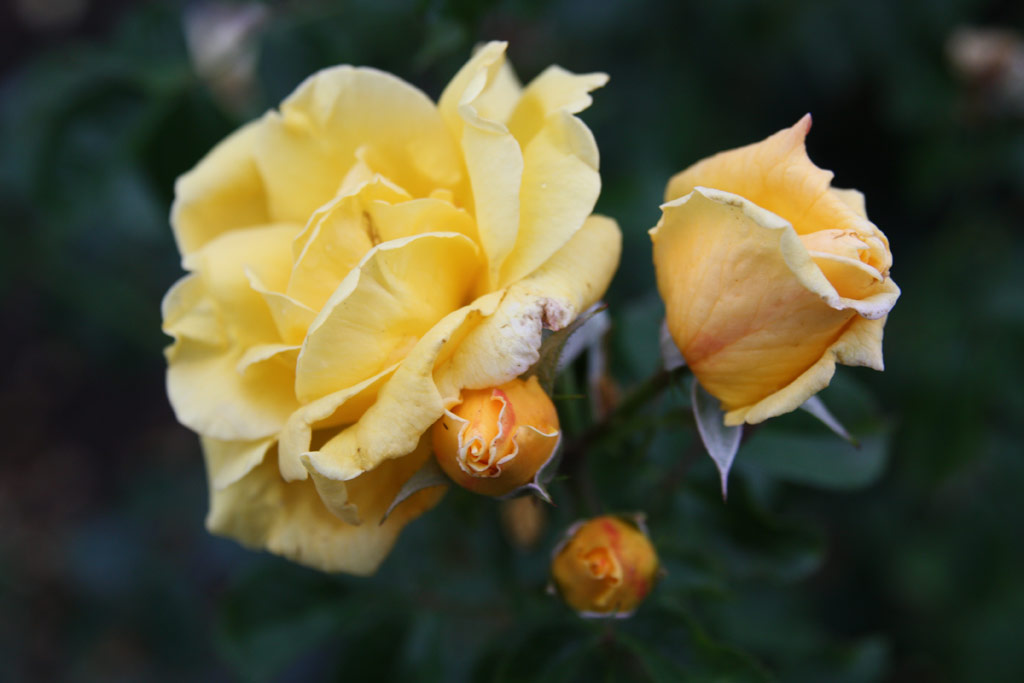 růže Domokos Jnos Emlke