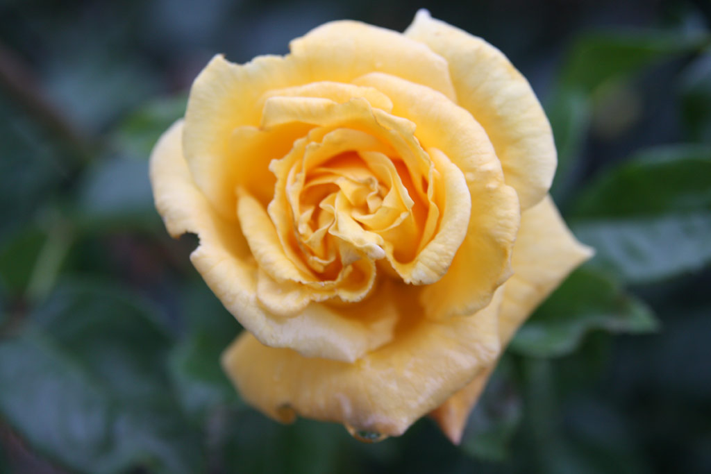 růže Domokos Jnos Emlke